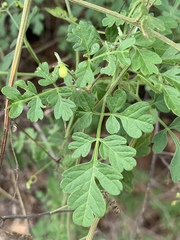 Cardiospermum corindum