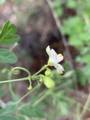 Cardiospermum corindum