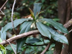 Ancistrocladus heyneanus