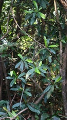 Ancistrocladus heyneanus