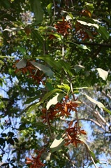 Ancistrocladus heyneanus