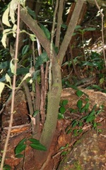 Ancistrocladus heyneanus