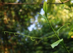 Ancistrocladus heyneanus