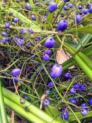 Dianella haematica