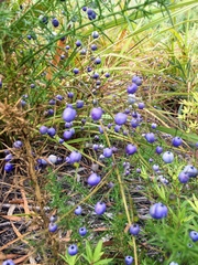 Dianella haematica