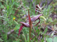 Serapias strictiflora