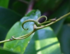Ancistrocladus heyneanus