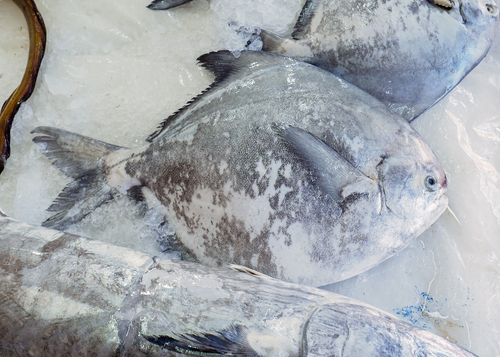 Chinese silver pomfret (Pampus chinensis) — Stromateidae — 2