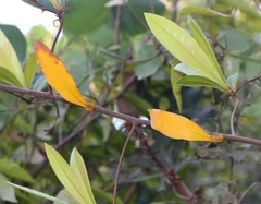 Ancistrocladus heyneanus