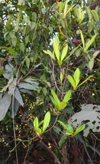 Ancistrocladus heyneanus