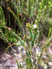 Epacris pauciflora