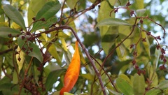 Ancistrocladus heyneanus
