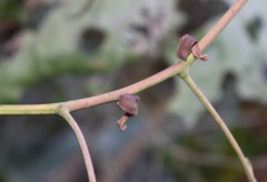 Ancistrocladus heyneanus