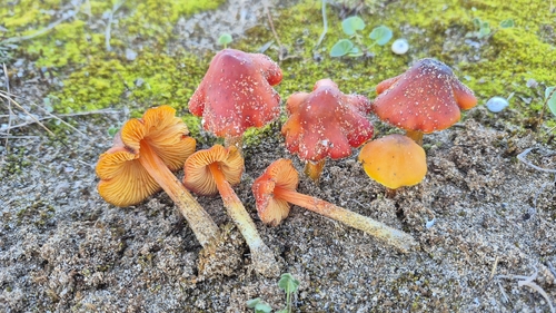 Dune Waxcap