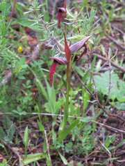 Serapias strictiflora