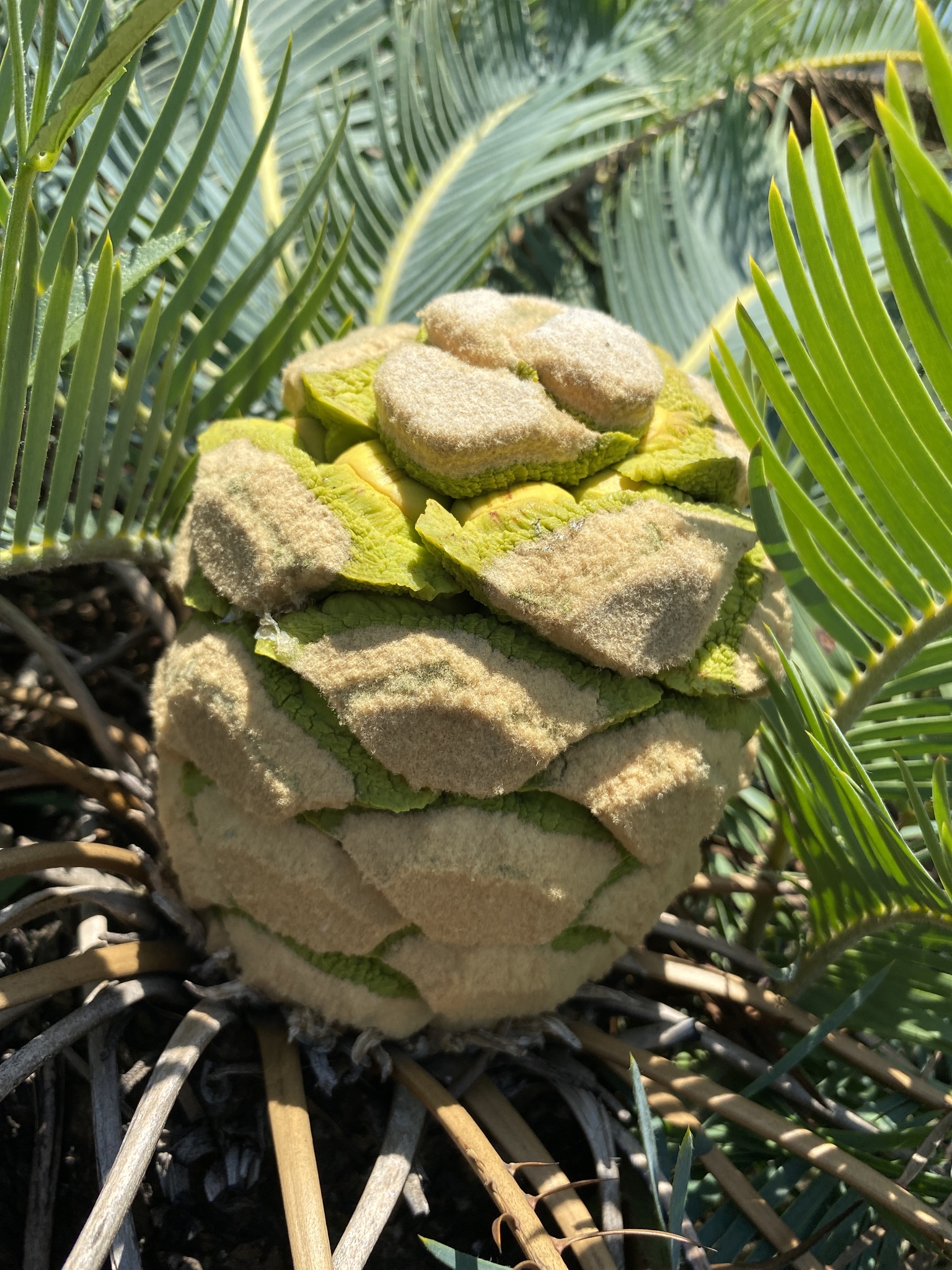 Encephalartos humilis