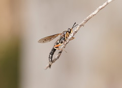 Mydidae