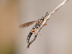 Mydidae