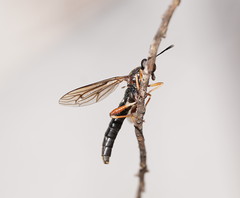 Mydidae