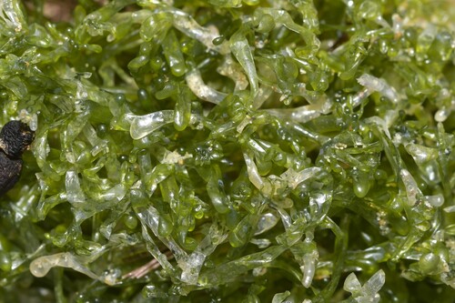Cladophoropsis herpestica