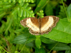 Junonia terea terea