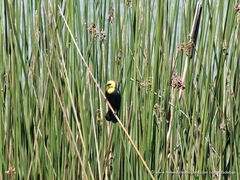 Chrysomus icterocephalus bogotensis