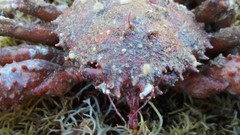 Schizophrys rufescens