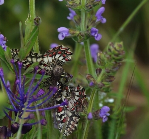 Spanish Festoon, photo 6 of 10