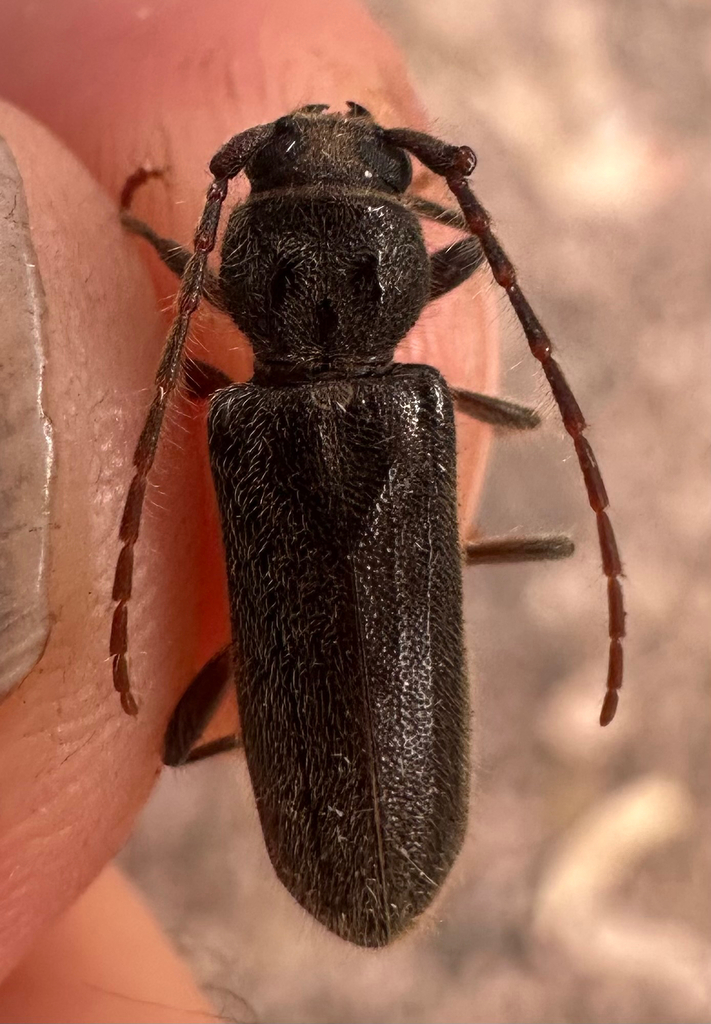 Zummeng Insect Zamium incultum from North West, BW on October 25, 2025 at 06:33 AM by ...