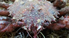 Schizophrys rufescens