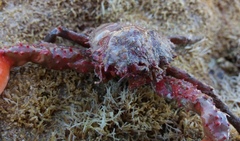 Schizophrys rufescens