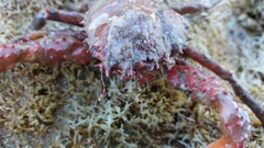 Schizophrys rufescens