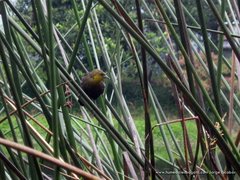 Chrysomus icterocephalus bogotensis