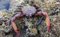 Schizophrys rufescens