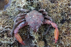 Schizophrys rufescens