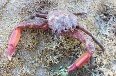 Schizophrys rufescens
