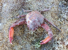 Schizophrys rufescens