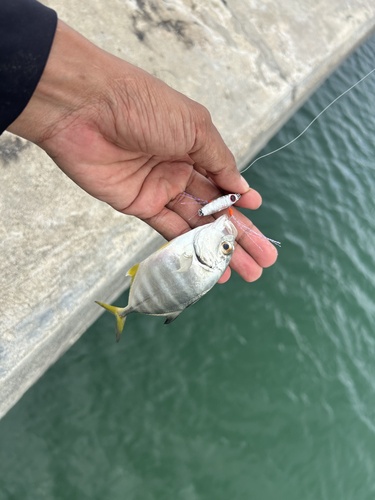 Bigeye Trevally