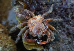 Schizophrys rufescens
