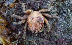 Schizophrys rufescens