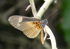 Acraea epaea epaea