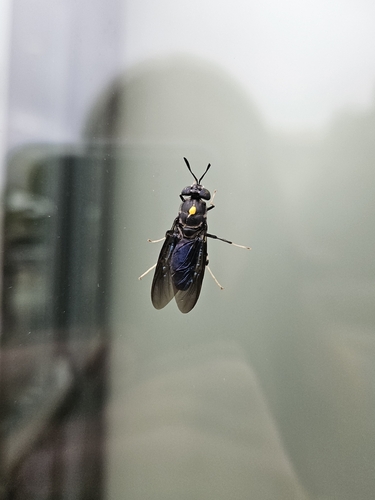 Unknown species found near Sunset Hill, Kansas City, MO, USA