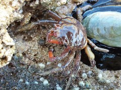 Schizophrys rufescens