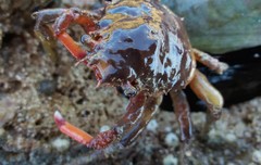 Schizophrys rufescens