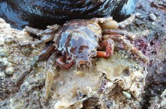 Schizophrys rufescens