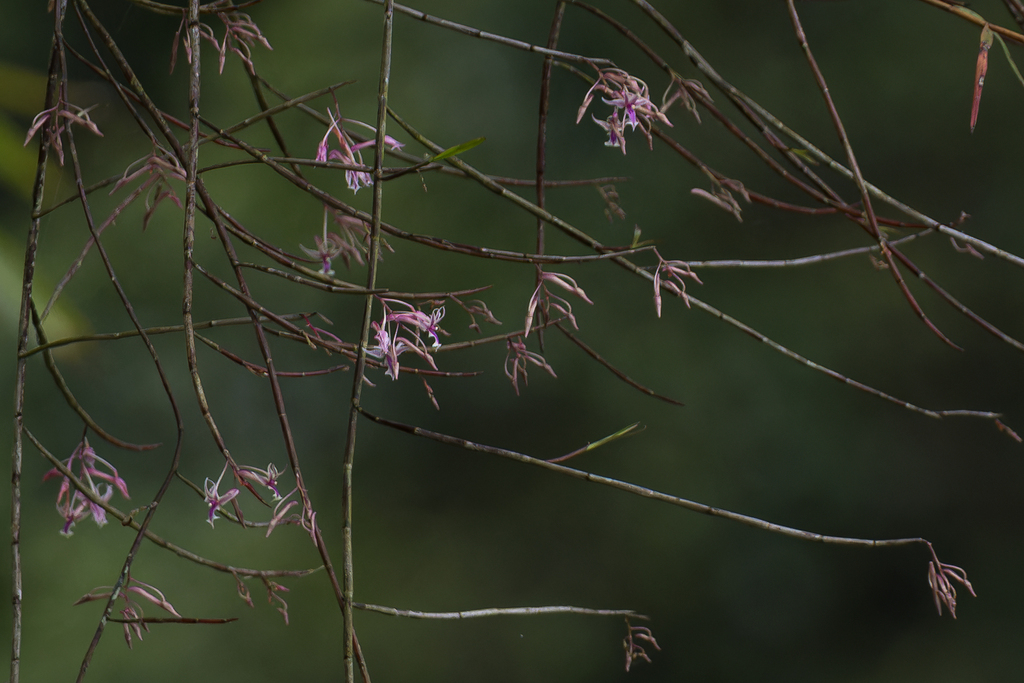 Dendrobium rantii J.J.Sm. 2