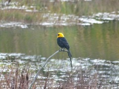 Chrysomus icterocephalus bogotensis