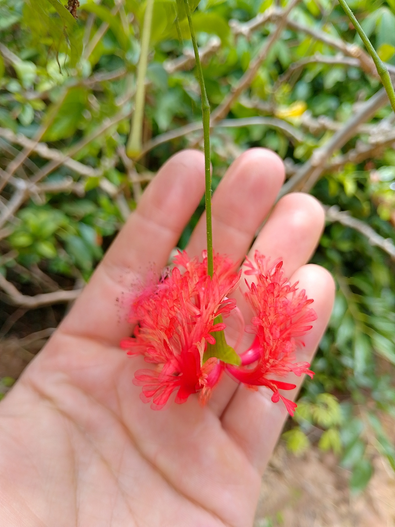 Hibiscus schizopetalus