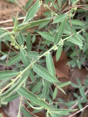 Phyllanthus maderaspatensis