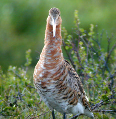 Limosa limosa islandica